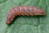 Pechipogo strigilata