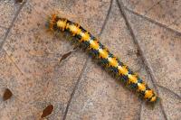 Lasiocampa quercus quercus