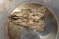 Asteroscopus sphinx