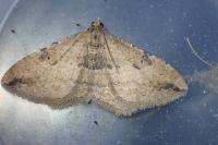 Nycterosea obstipata