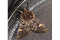 Dryobota labecula