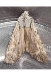 Lithophane leautieri