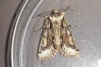 Allophyes oxyacanthae