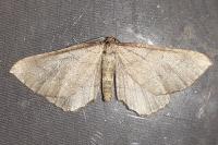 Coenocalpe millierata