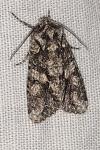 Dryobotodes eremita