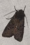 Aporophyla nigra