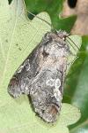 Diloba caeruleocephala