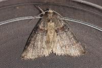 Cymatophorina diluta