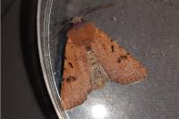 Agrochola lychnidis
