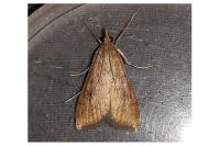 Udea ferrugalis