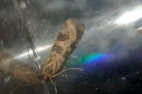 Nomophila noctuella
