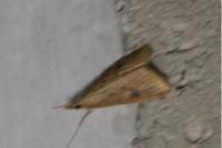 Udea ferrugalis