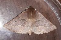 Crocallis tusciaria
