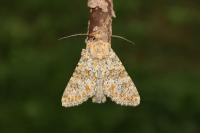 Polymixis flavicincta flavicincta