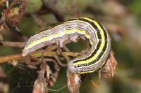 Cucullia asteris