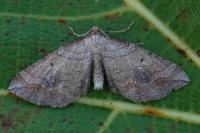 Coenocalpe millierata