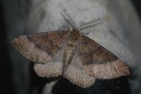 Larentia clavaria