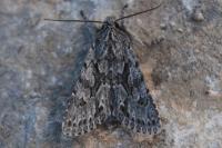 Xylocampa areola