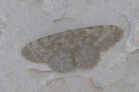 Scopula asellaria isabellaria