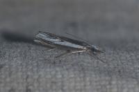 Catoptria staudingeri