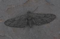 Eupithecia unedonata