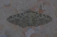 Eupithecia semigraphata