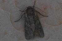 Mniotype occidentalis