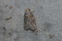 Garella nilotica