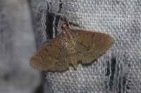 Herpetogramma licarsisalis