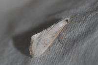 Evergestis isatidalis