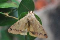 Ophiusa tirhaca