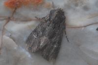 Mniotype occidentalis