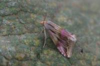Eublemma ostrina