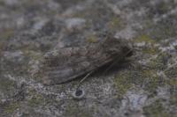 Spodoptera cilium