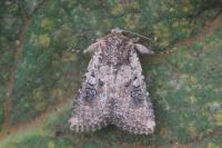 Mythimna languida