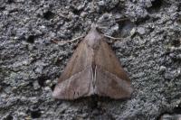 Hypena lividalis
