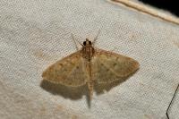 Herpetogramma licarsisalis