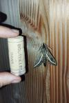 Hippotion celerio