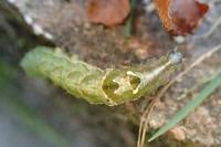 Abrostola triplasia