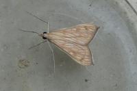 Antigastra catalaunalis