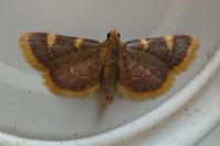 Hypsopygia costalis