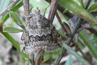 Thera juniperata