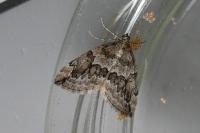 Thera juniperata
