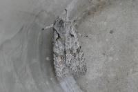 Lithophane ornitopus