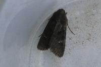 Aporophyla nigra