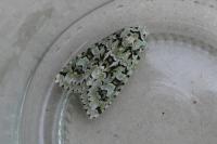 Griposia aprilina