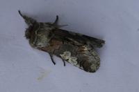 Diloba caeruleocephala