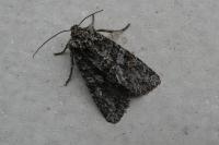 Dryobotodes eremita