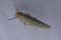 Eilema caniola