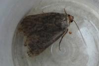 Amphipyra livida